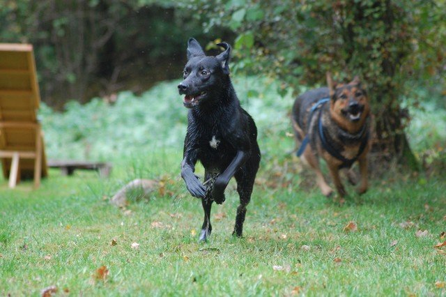 Thyson (Dalmatiner, Labrador) Dalmatiner Labrador 